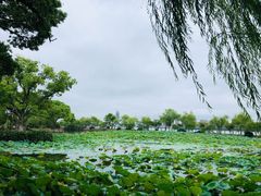 -无锡蠡湖国家湿地公园-蠡园