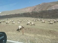 -清真·益鑫羊肉手抓馆(花园北街店)