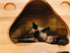 -more than meow吴止猫主题餐厅(承德 中船汇店)