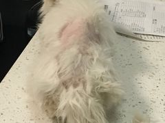-美联众合动物医院·24h京西诊疗中心