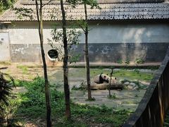 -中国大熊猫保护研究中心雅安碧峰峡基地