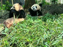 -都江堰中华大熊猫苑