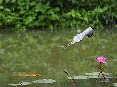 -中国科学院华南植物园