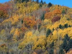 -五营红松林海景区