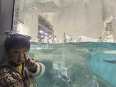 -大连圣亚海洋世界