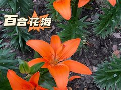 -无锡梅园公园