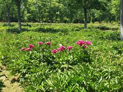 -合肥三国新城遗址公园