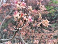 -木兰云雾山