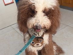 -康爱犬猫诊所·牙专科·骨外科·影像内科(丰宁店)