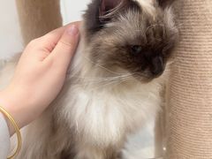 -楼上猫咖(罗湖店)
