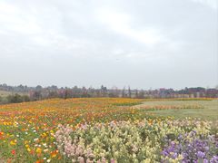 -空港花田景区