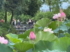 -成都南湖公园