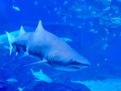 -海合安成都极地海洋公园