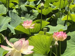 -墨尔本皇家植物园