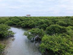 -北海金海湾红树林生态旅游区
