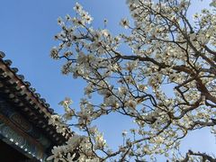 -颐和园