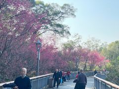 -金鸡山公园