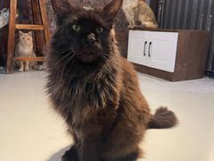 -豆逗聊愈猫阁Easy Life