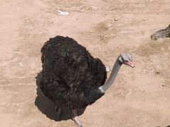 -西霞口神雕山野生动物世界