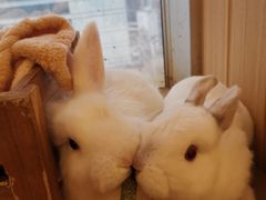 -猫猫幼稚园·撸猫·桌游·电玩