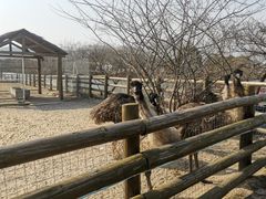 -苏州太湖西山岛开心农场