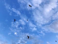 -喀纳斯禾木山庄
