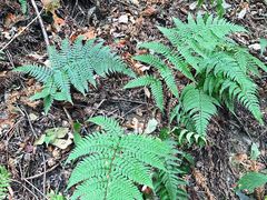 -素山寺森林公园