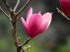 -桃花涧