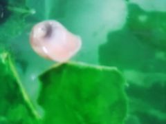 -中环花鸟鱼虫市场
