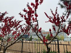 -中粮丰通（北京)食品有限公司