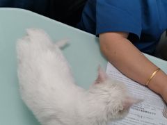 -宠福鑫康馨动物医院·骨科·眼科