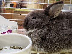 -宠物兔专门店(天丰利市场店)