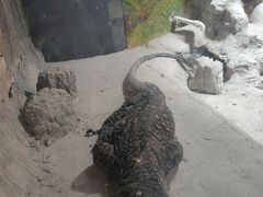 -上海大自然野生昆虫馆(东方明珠·爬宠昆虫探索中心)