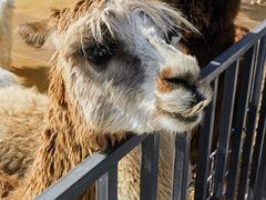 -新疆天山野生动物园