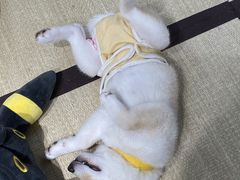 -逗柴咖啡屋·狗咖猫咖宠物桌游