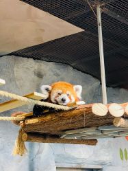 点击看大图 -Zoolung Zoolung动物主题公园(海信广场店)