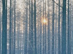 -黄海国家森林公园