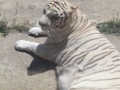 -齐齐哈尔龙沙动植物园