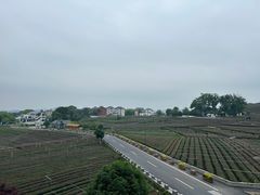 -龙坞茶村