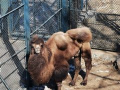 -大连森林动物园