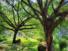 -广州市帽峰山景区