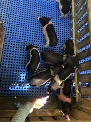 -萌宠亲子动物乐园(槐房万达店)