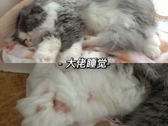 -Catmate·猫肥家润(金润铂宫店)