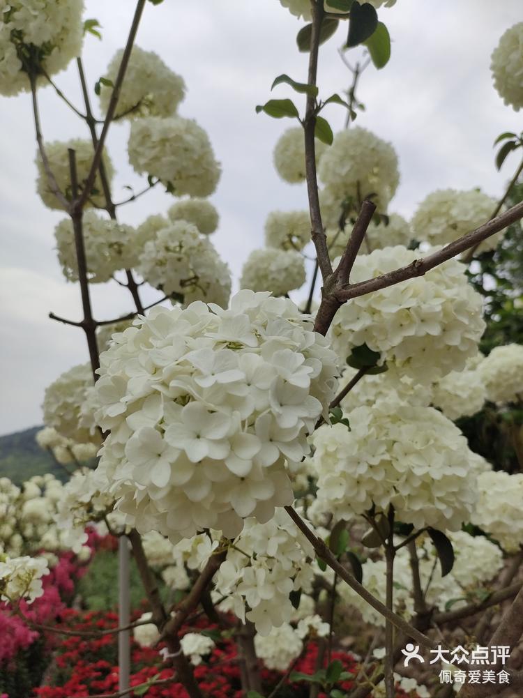 峡谷赏花图片