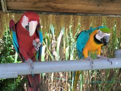 -西霞口神雕山野生动物世界