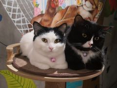 店里的两位大佬-么么咖啡(燕郊店)