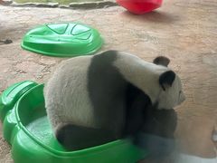 -西霞口神雕山野生动物世界