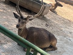 -青藏高原野生动物园