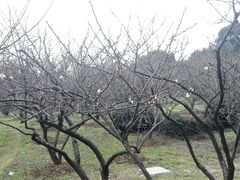 -香雪海