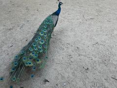 -秦皇岛野生动物园